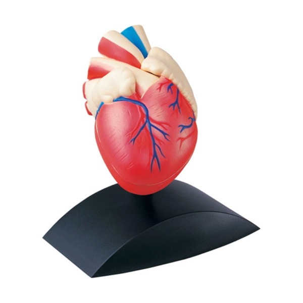 인체모형-심장(1:1사이즈)
