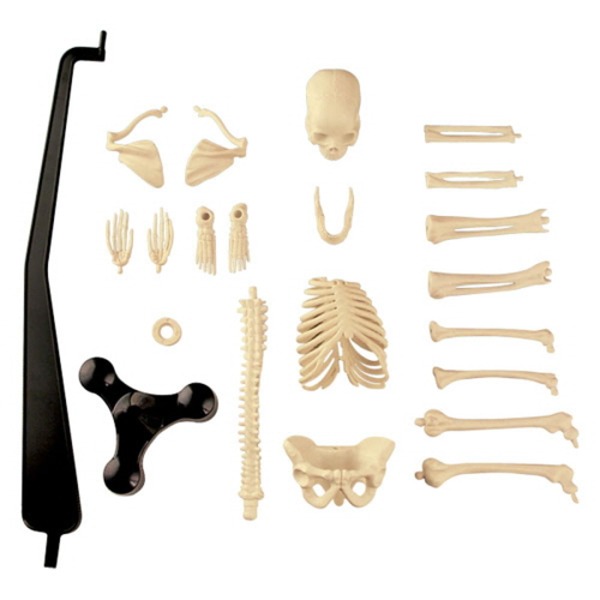 인체뼈모형-과학교육실습용(46cm)
